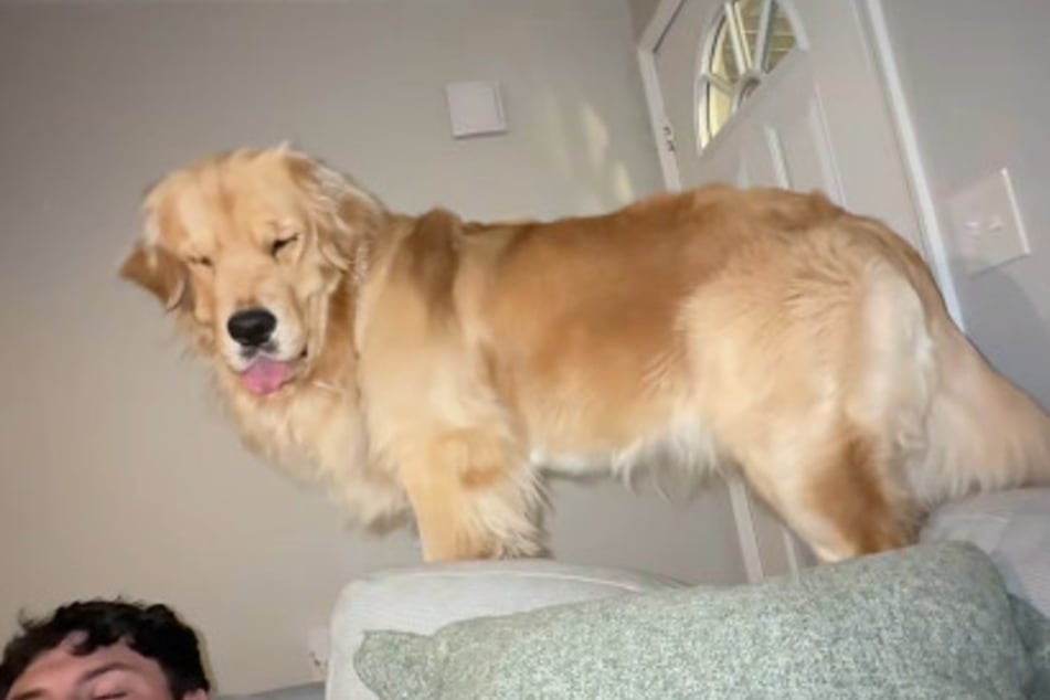 Reef the Golden Retriever dog and Boba the cat have a deep bond with one another. The pup even acts like a kitty from time to time!