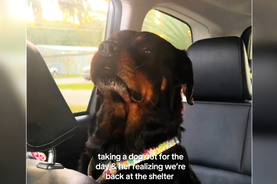 Dog has heartbreaking reaction to returning to the shelter after a day out