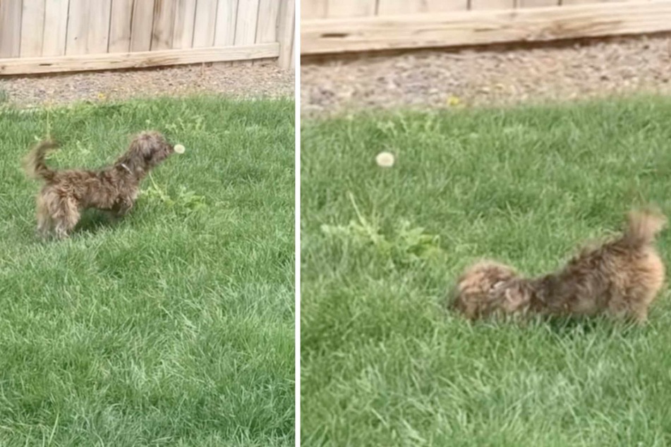Otter the rescue dog "meets" a dandelion for the first time in a viral video!