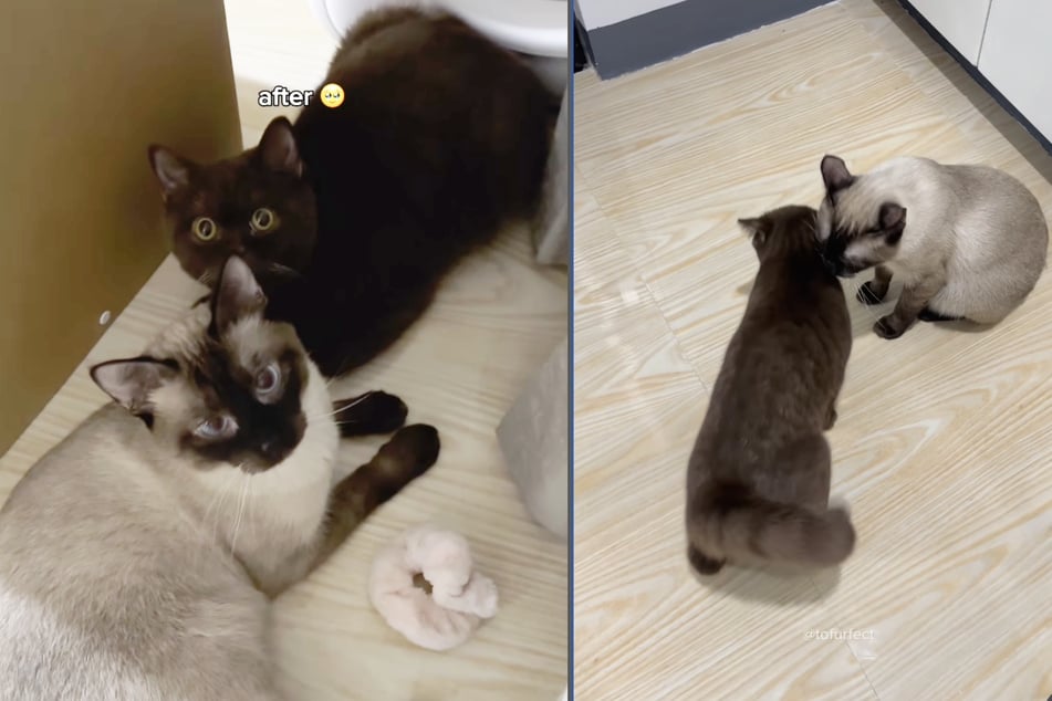 Tofu (l.) and Tiramisu are now best buddies!