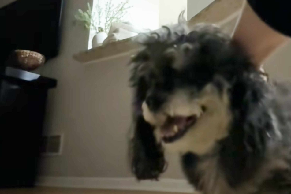 Dog owner terrified by pet's scary symptoms: "I honestly thought he was dying"