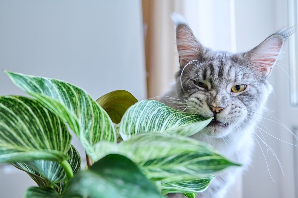 It's important to exclusively keep cat-friendly houseplants to prevent poisoning.