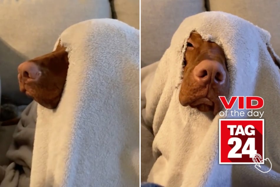 Viral Video of the Day for June 17, 2023: A wickedly popular doggo on TikTok