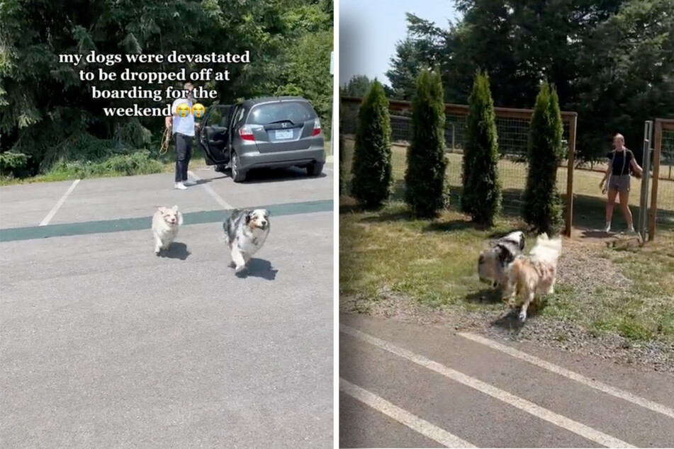 When Finley and Sadie were dropped off at their boarding accommodations, they sprinted with excitement.