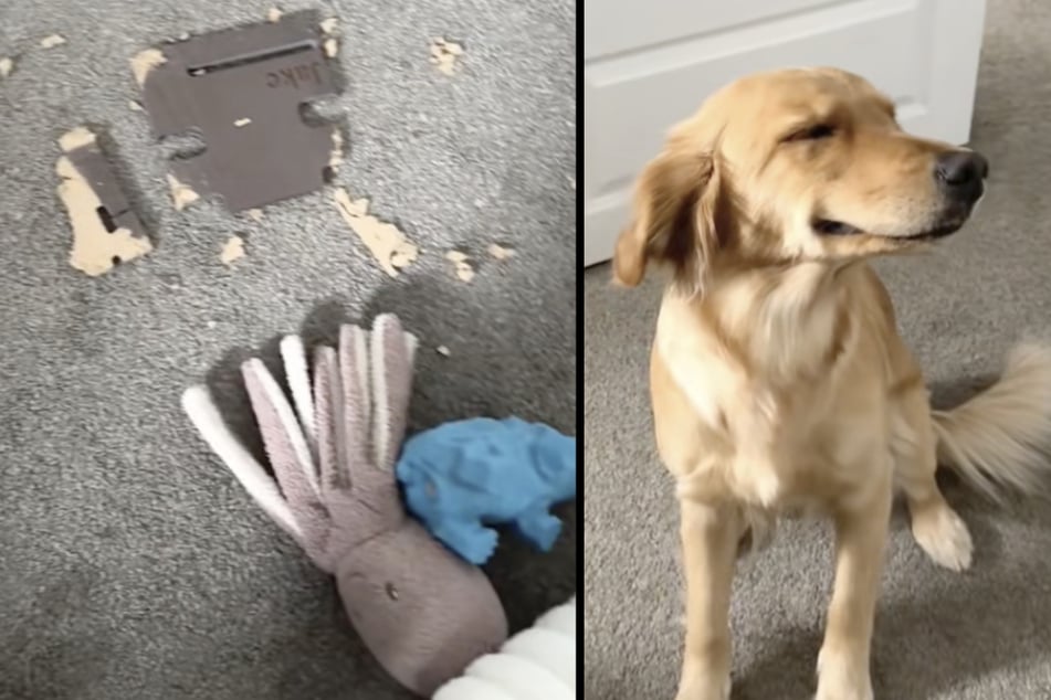 Even though dogs typically have hearts of gold, they are by no means flawless. Case in point, Stevie the Golden Retriever and her guilty little face!