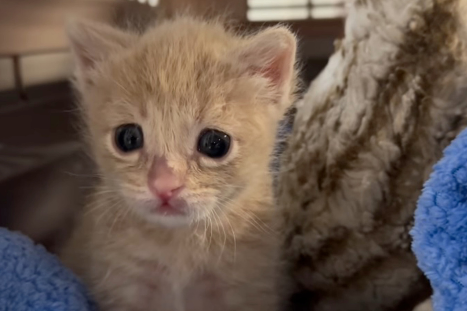 Baby cat Charlie urgently needed help when he came into care.