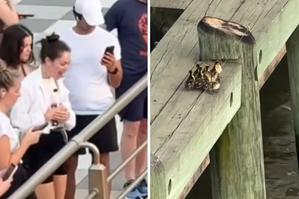 Ten scared ducklings gather on a bridge: what happens next delights millions