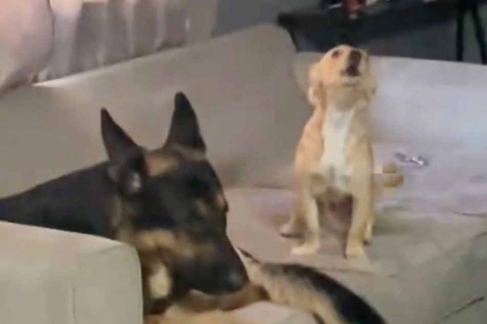 Tiny puppy learns to howl from German Shepherd big brother in hilarious viral video!