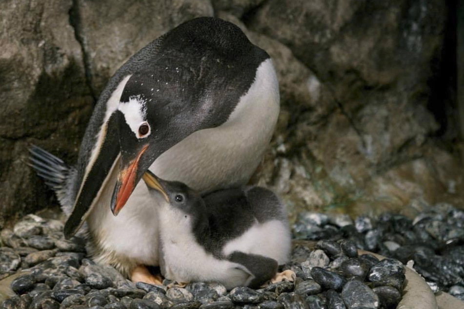 Famous same-sex penguin couple are dads for the second time!