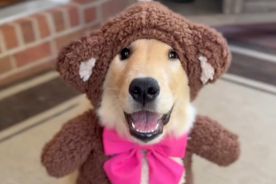 Happy also makes a good teddy bear.