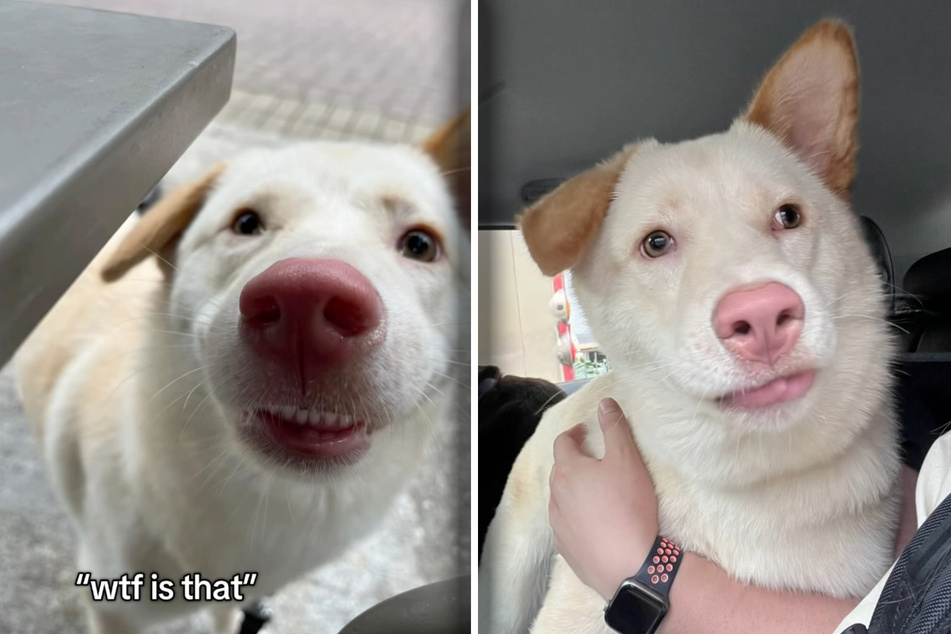 The question remains which breed the "non‑Labrador" dog actually belongs to.
