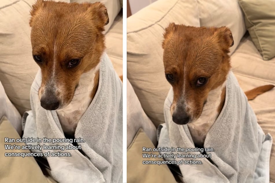 Dog is adorably confused after storm: "Why didn't anyone tell her the rain was gonna be wet?"