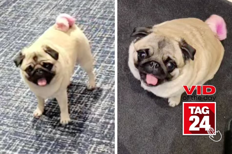 Viral Video of the Day for April 23, 2023: Pug Twins serve "tater tot with a pink tail"