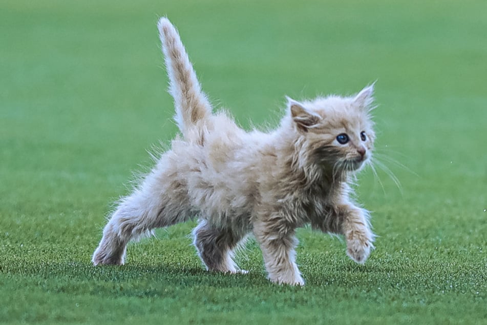 The little kitten named ChipPurr made a big debut in the stadium. He even got to throw out the first pitch!