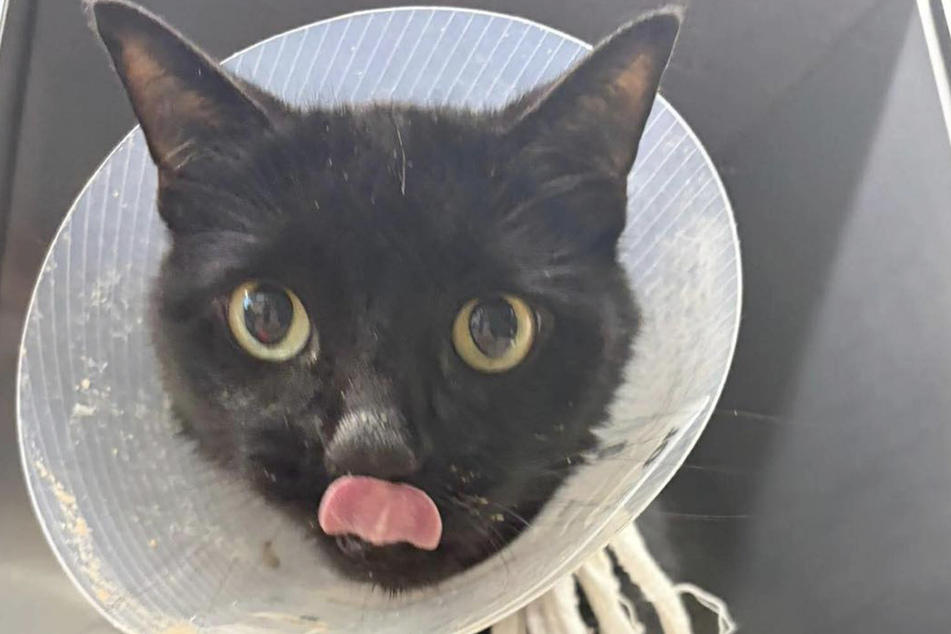 Midnite survived the operation and is eating again.