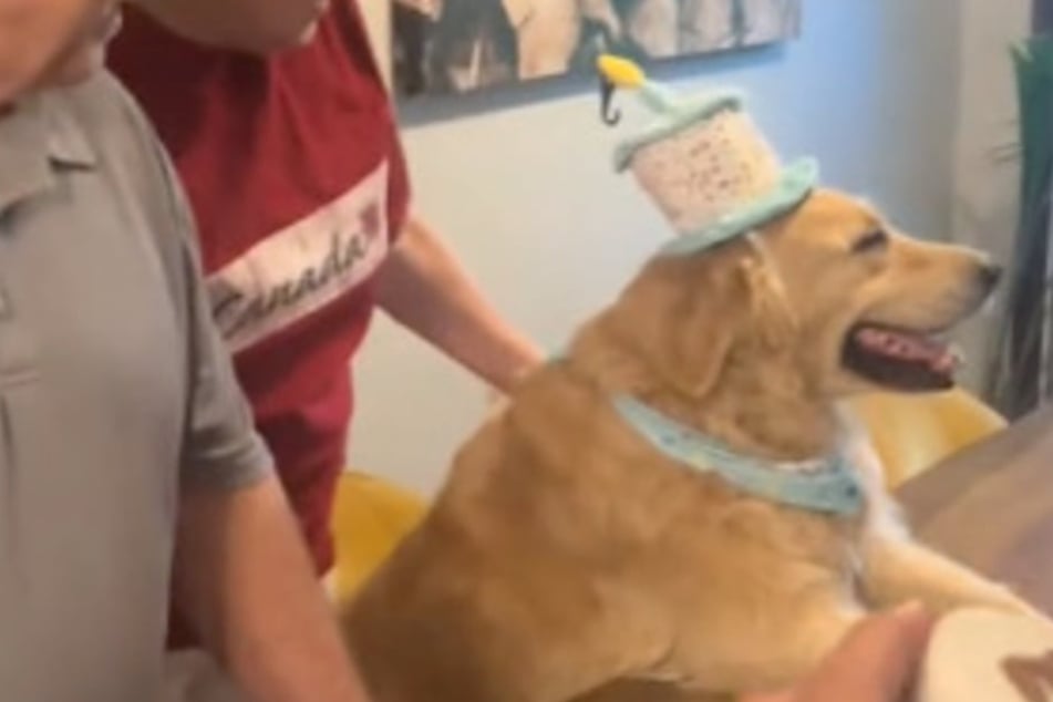 Golden Retriever is treated to the best birthday ever in adorable video!