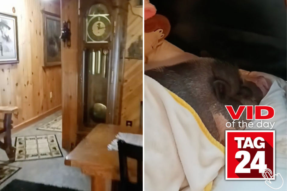 Today's Viral Video of the Day showcases a potbelly pig named Homer that just doesn't want to get out of bed in the mornings!