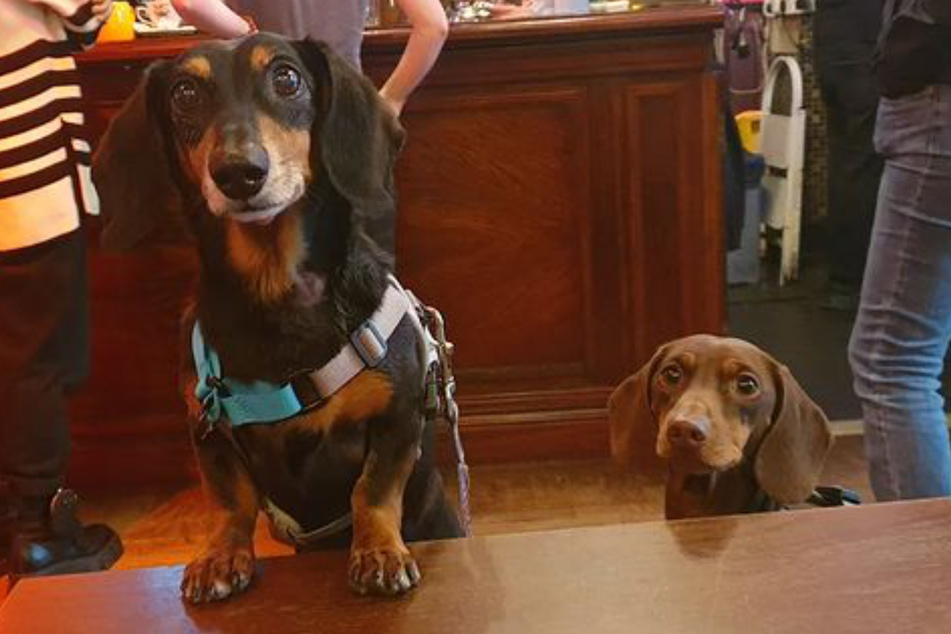 These dogs get so excited about their drink that sometimes they get up on the table.