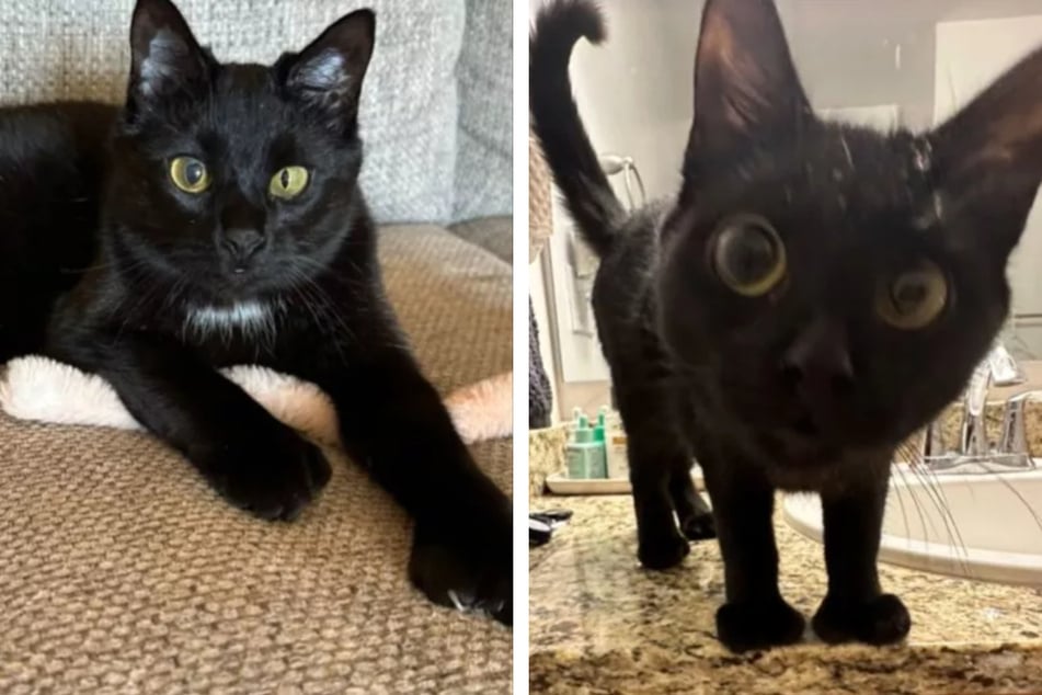 Couple adopts adorable kitten – and quickly realizes something is wrong