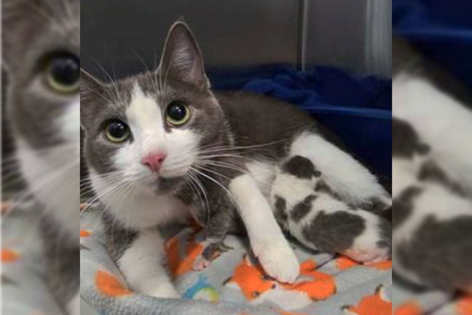Many of the rescued cats were pregnant or already had a litter.