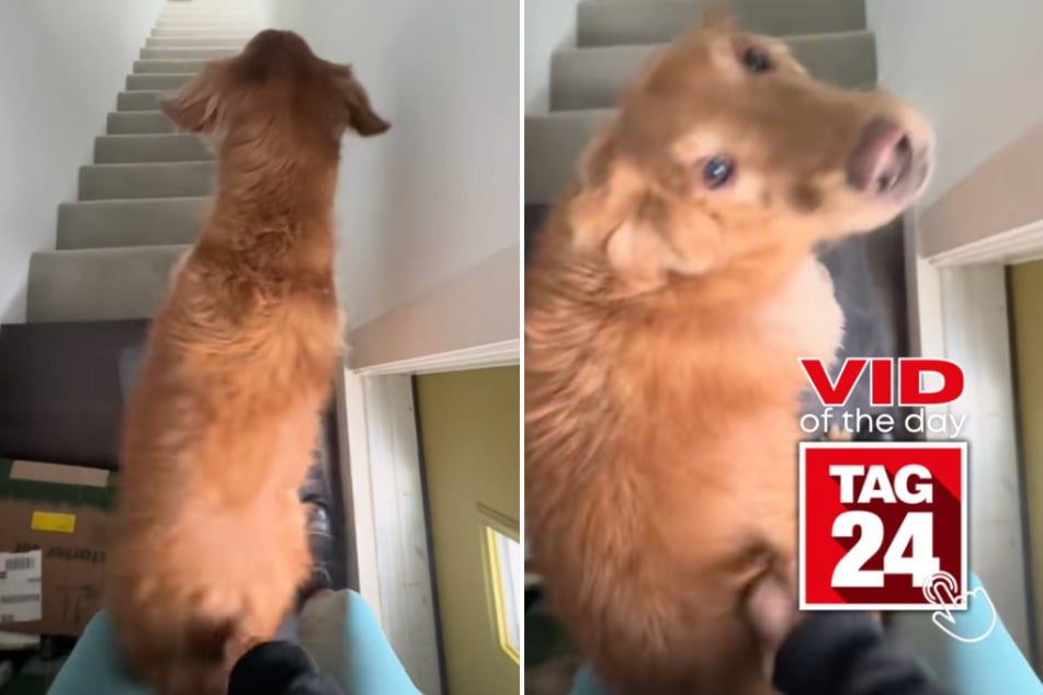 Viral Video of the Day for February 13, 2025: Dog gets groovy with hilarious butt-scratching