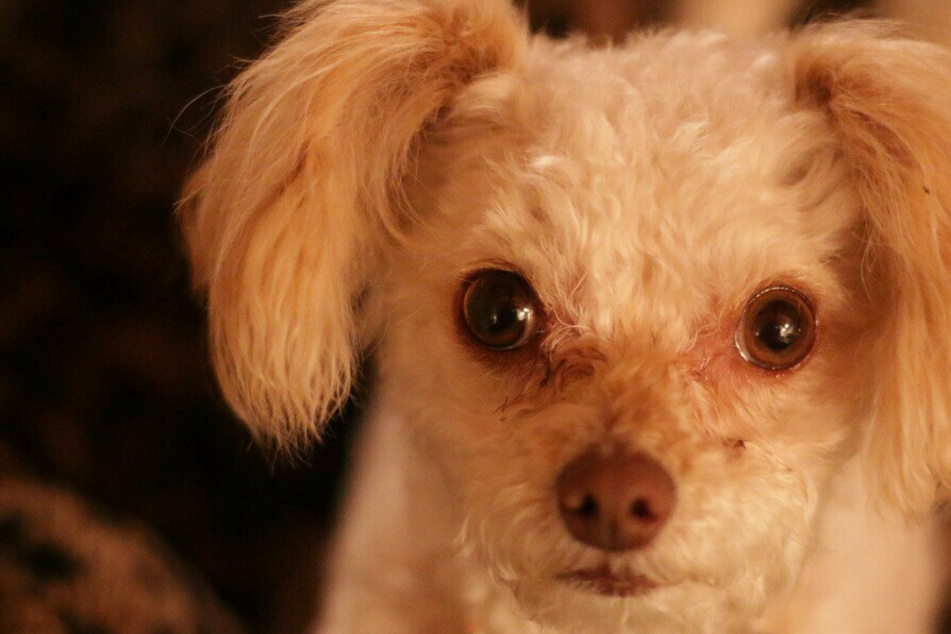 Doggy stares: Here's why your dog is keeping an eye on you