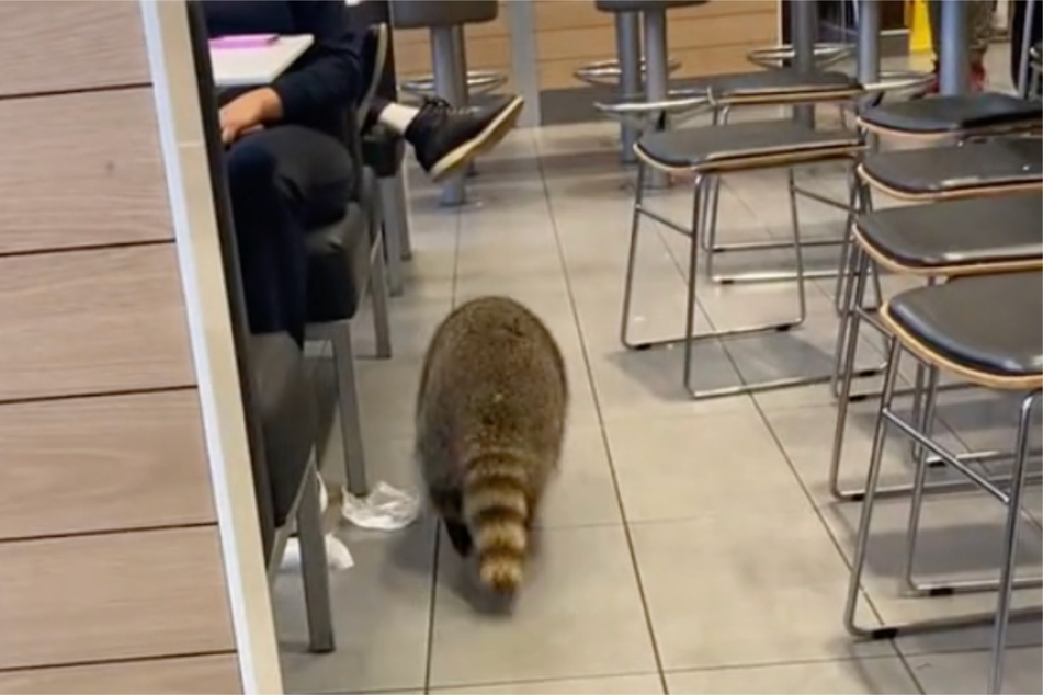 The video of the raccoon sauntering through the Canadian McDonald's had TikTokers very amused!