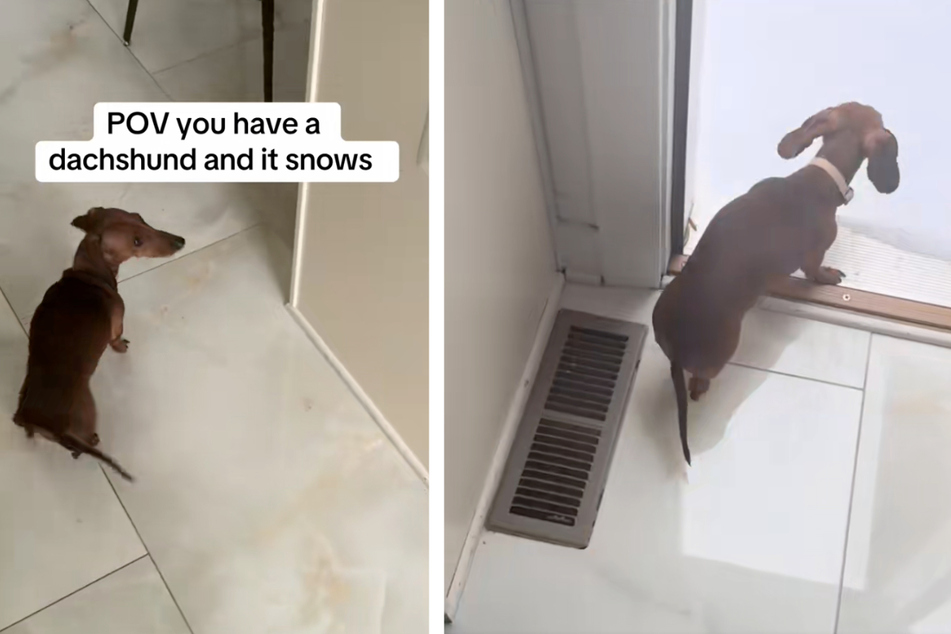 Dog's hilariously sassy reaction to snow goes viral: "It's a no from her!"