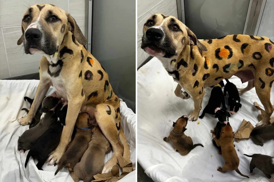 When the rescuers from the Arizona Humane Society (AHS) were called at the end of May to rescue a mother dog and her babies, they were shocked.