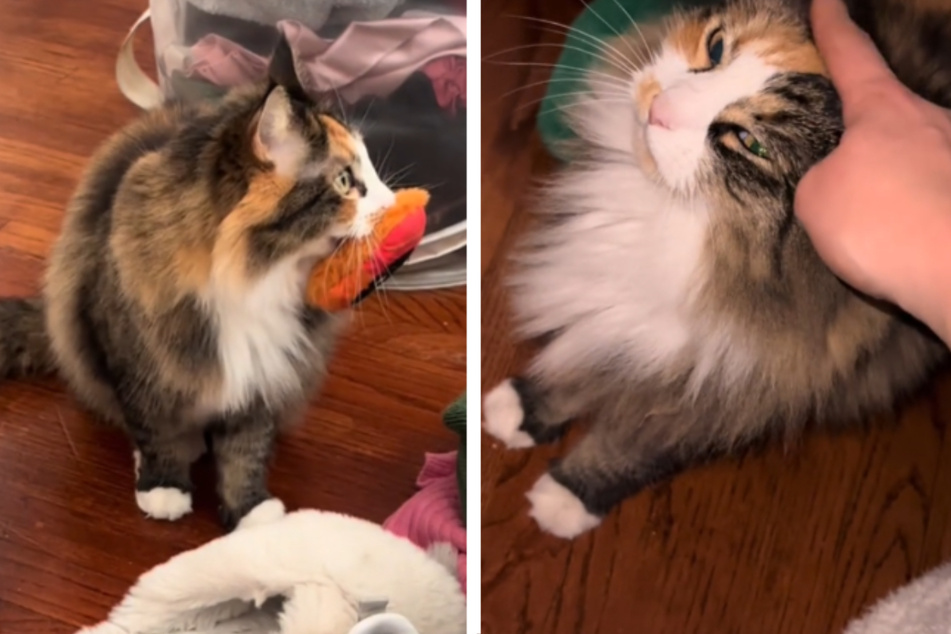 Cat's gift-giving proves better than owner's exes: "If they wanted to, they would"