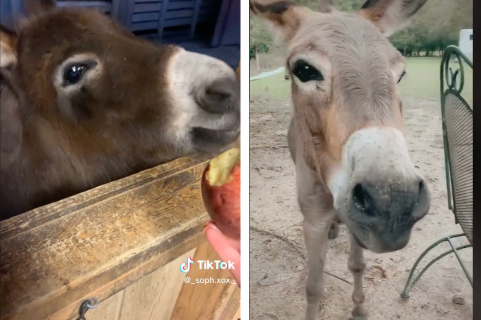 Cheery donkey enraptures TikTok: "This makes my heart so happy"