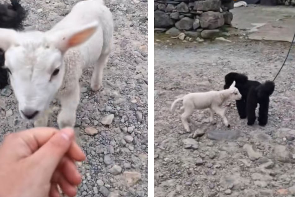 Sweet lamb thinks fluffy poodle is another sheep friend: "Are you my sibling?"