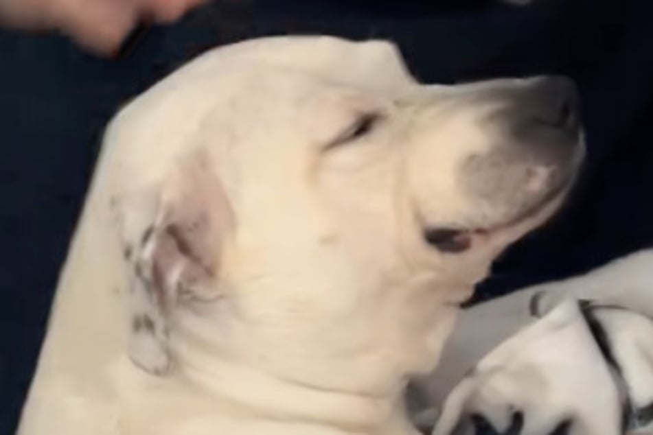 Leela was initially skeptical when she met her owner's new friend...