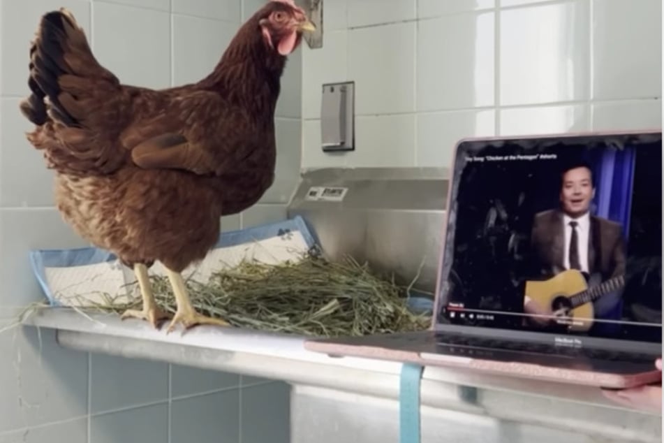 The chicken Henny Penny listening to a song about her.