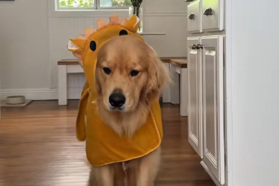 A ray of hope for Zebby the dog: his beloved bathrobe.