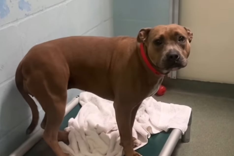 Dog is adopted after over 400 days, but what happens next is tragic: "This is what confusion looks like"