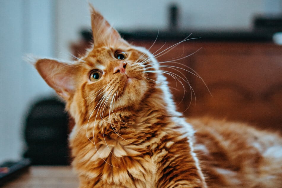 Turkish Angoras are incredible cats, especially when they're orange.