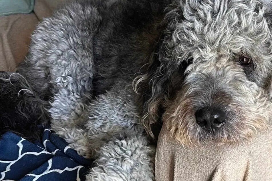 LAPD fatally shoots dog wearing Knicks jersey in shocking viral footage: "Why is the gun the first option?"