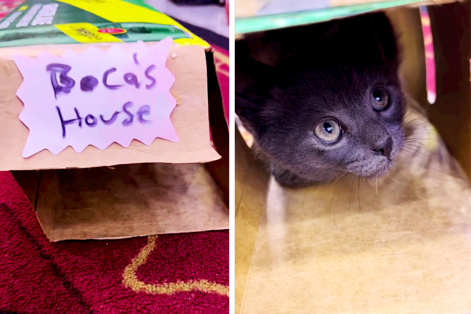 Boka has amassed a following on Instagram, where his owner shares some of the cutest photos.