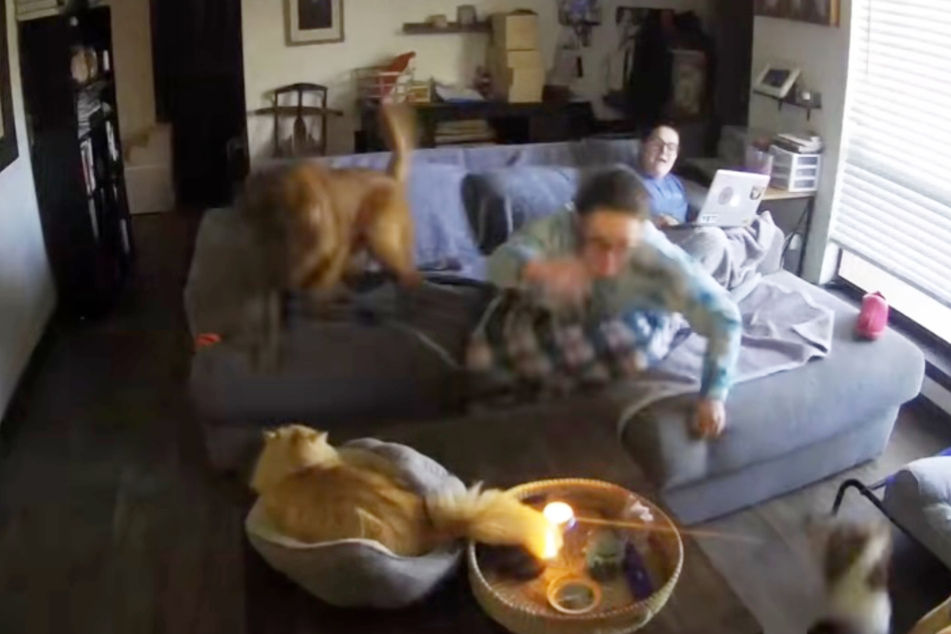 Emily's wife rushes to the aid of Harper the cat, and fortunately manages to prevent the worst.