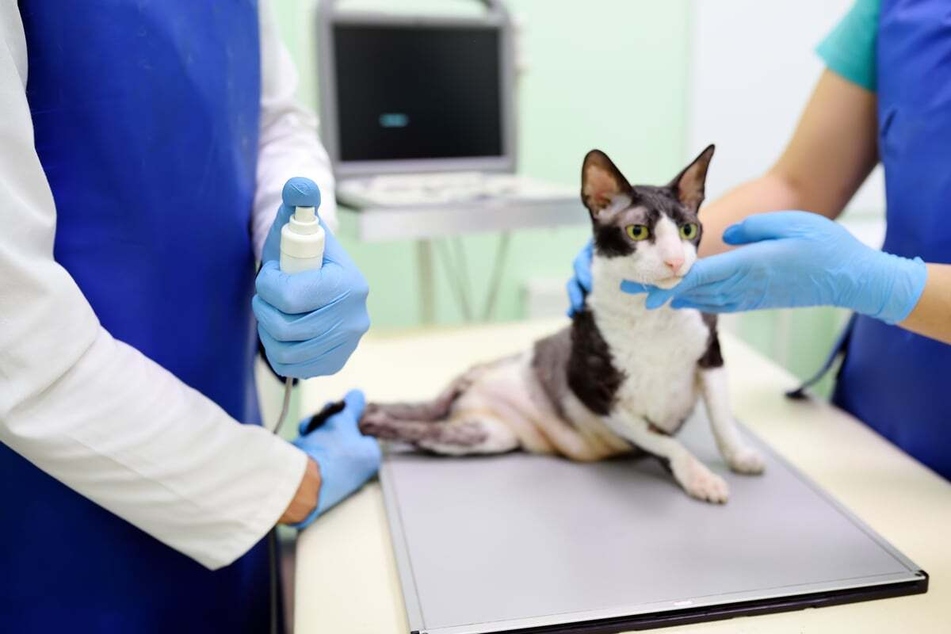 Injuries to the back can cause ataxia in cats.