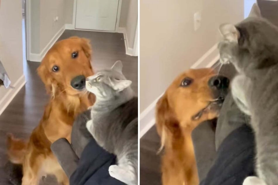 The two Red Golden Retrievers Marshall and Clyde have been inseparable ever since they met, except that there is a cat in their household.
