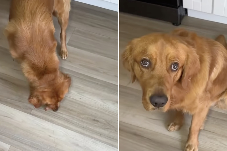 This patient dog wants to be kissed on the head before he starts a meal.