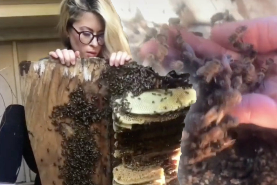 Woman uncovers huge bee hive – what happens next is un-bee-lievable!