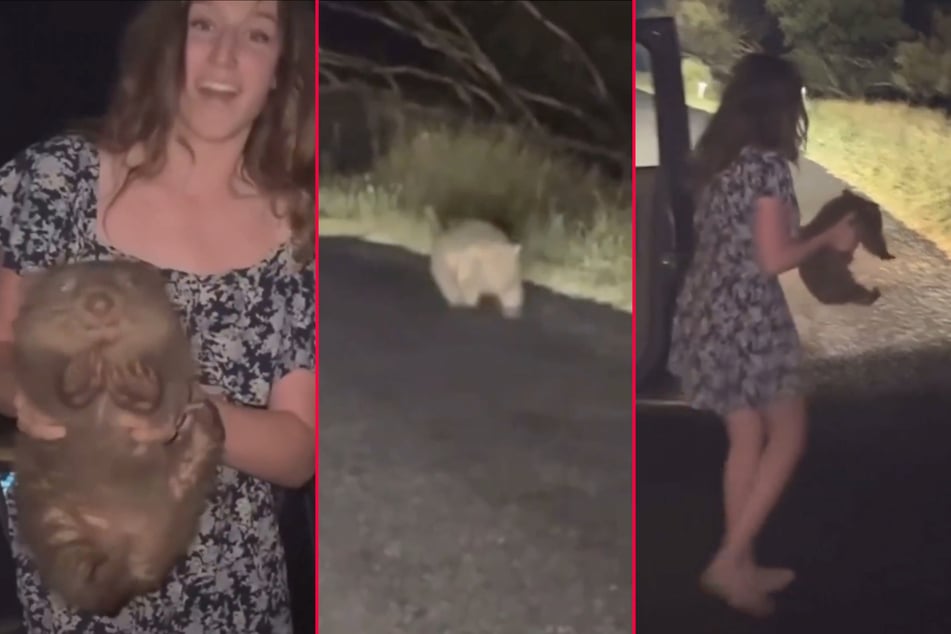 Shocking video of US influencer stealing baby wombat triggers outrage in Australia