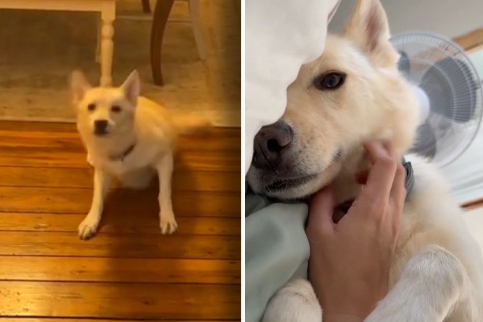 "Drunk" dog suffers hilarious side effects after breaking into booze