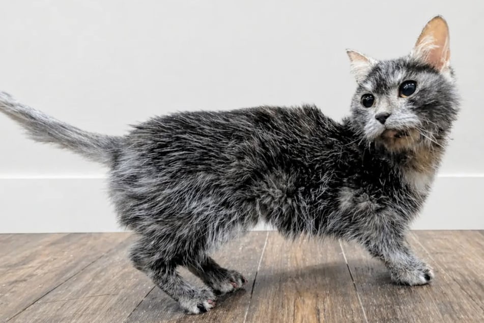 Blueberry the cat came to the shelter with a long list of health problems.
