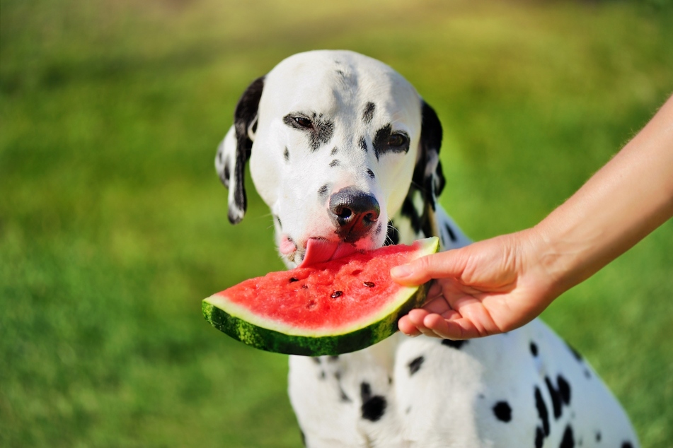 Dogs are allowed to eat watermelon, but only without the rind and seeds!