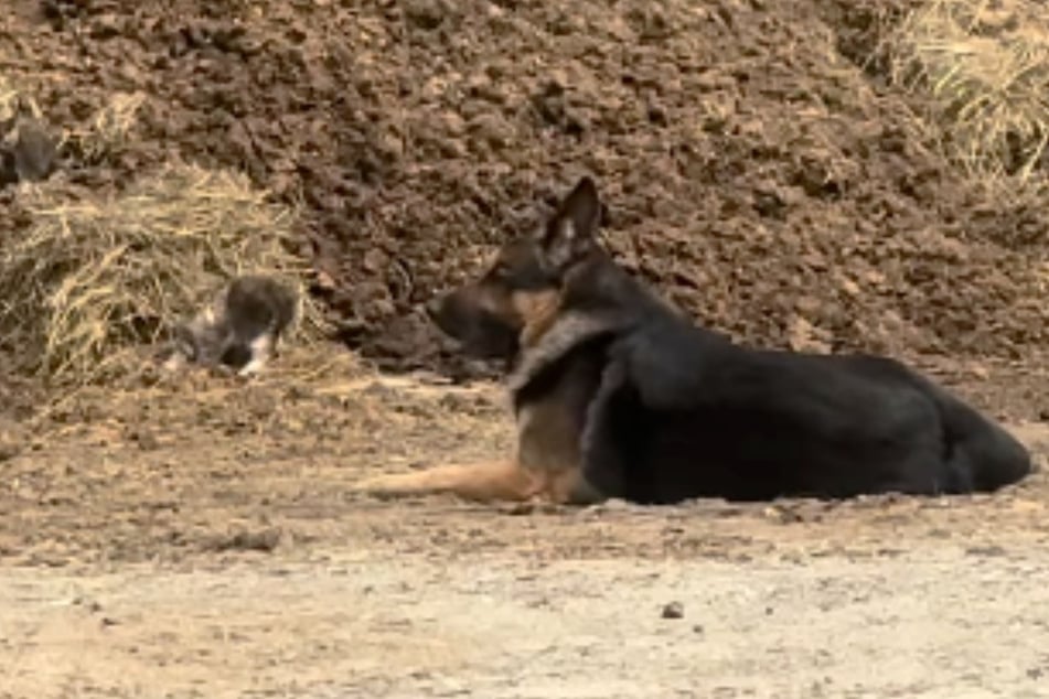 This German Shepherd found a whole litter of kittens to protect.