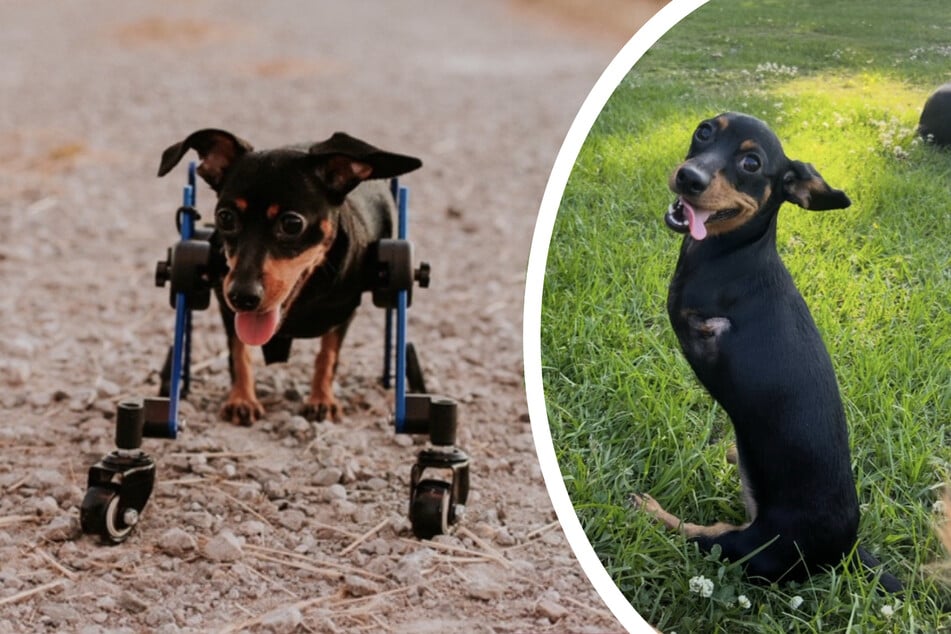Sometimes the dog uses her wheelchair, but usually she prefers to move around without it.